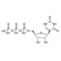 Pseudo UTP Sodium Salt, 100mM