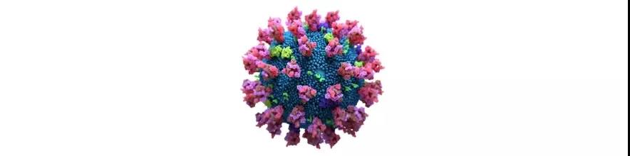 【Biorbyt 产品】变异刺突蛋白：Alpha、Beta、Delta、Gamma、B1.617