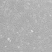 OriCell® Balb/c小鼠骨髓间充质干细胞