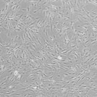 OriCell® Balb/c小鼠骨髓间充质干细胞