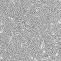 OriCell® 兔骨髓间充质干细胞