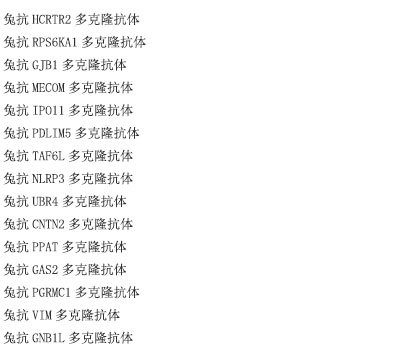 兔抗LRP5多克隆抗体