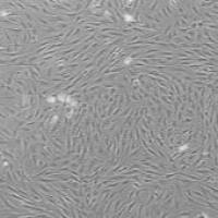 OriCell® Wistar大鼠脂肪间充质干细胞