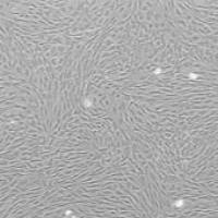 OriCell® Wistar大鼠骨髓间充质干细胞