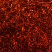OriCell® SD大鼠骨髓间充质干细胞-RFP