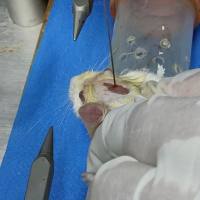 创伤性脑损伤 (TBI）动物模型的构建