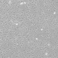 OriCell® 狗骨髓间充质干细胞