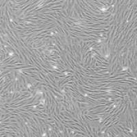 OriCell® 兔脂肪间充质干细胞