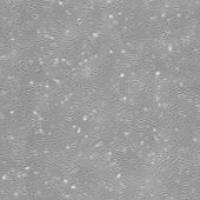 OriCell® C57BL/6小鼠骨髓间充质干细胞