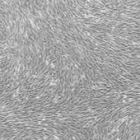 OriCell® 狗脂肪间充质干细胞