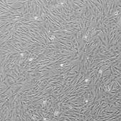 OriCell? F344大鼠骨髓間充質干細胞