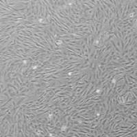 OriCell® F344大鼠骨髓间充质干细胞