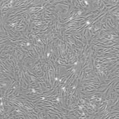 OriCell® SD大鼠脂肪间充质干细胞