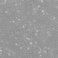 OriCell® SD大鼠脂肪间充质干细胞