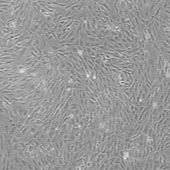 OriCell® C57BL/6小鼠脂肪间充质干细胞