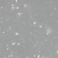 大鼠正常胃黏膜上皮细胞RGM1