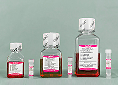 OriCell® 成人骨髓间充质干细胞成肝细胞诱导分化试剂盒