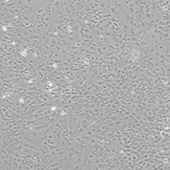 OriCell® F344 大鼠皮层星形胶质细胞