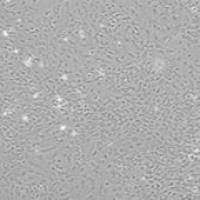 OriCell® F344 大鼠皮层星形胶质细胞