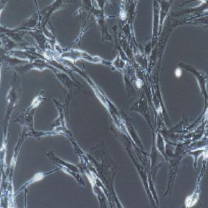 人视网膜微血管内皮细胞