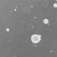 OriCell® SD大鼠神经干细胞