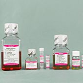 OriCell® 小鼠MC3T3-E1细胞成脂诱导分化试剂盒