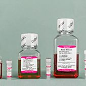 OriCell® 成人骨髓间充质干细胞成肝细胞诱导分化试剂盒