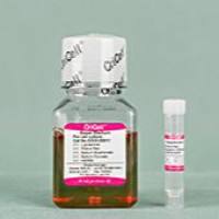 OriCell® 大鼠神经干细胞成神经元诱导分化试剂盒