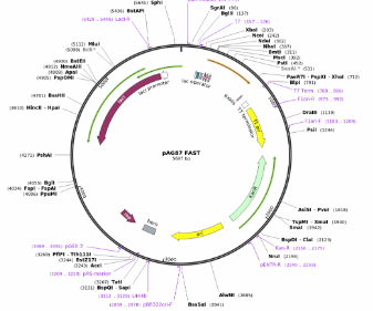 报告基因实验步骤及应用