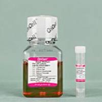 OriCell® 小鼠神经干细胞成神经元诱导分化试剂盒