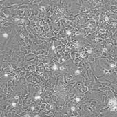 OriCell? SD大鼠皮層星形膠質細胞