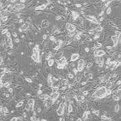 OriCell® 129小鼠胚胎干细胞