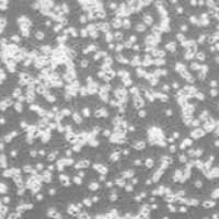 OriCell® F344胎鼠皮层神经元