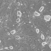 OriCell® C57BL/6小鼠胚胎干细胞