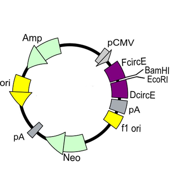 环状RNA(circRNA)过表达载体