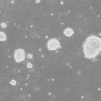 OriCell® C57BL/6小鼠神经干细胞