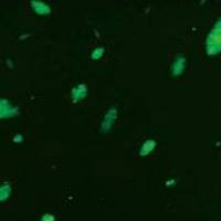 OriCell® C57BL/6小鼠胚胎干细胞/GFP