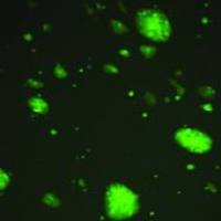 OriCell® 129小鼠胚胎干细胞/GFP