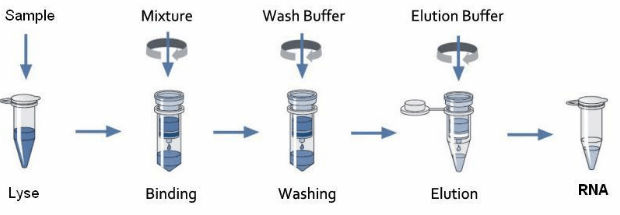 详述总RNA提取实验具体过程
