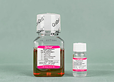 OriCell® 小鼠神经干细胞成星形胶质细胞诱导分化试剂盒