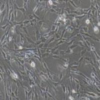 胃黏膜上皮细胞