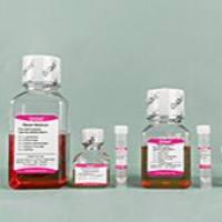 OriCell® 小鼠胚胎干细胞成神经元细胞诱导分化试剂盒
