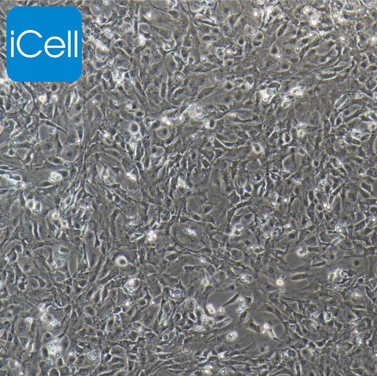 猪脑微血管内皮细胞 免疫荧光鉴定 镜像绮点（Cellverse）