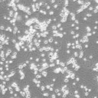 OriCell® SD胎鼠海马神经元