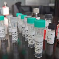 VPS41 抗原（重组蛋白）