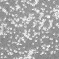 OriCell® SD胎鼠皮层神经元