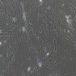 人脑神经胶质细胞