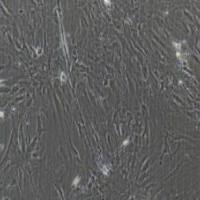 人脑神经胶质细胞