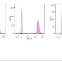 p55;50 EBV早期抗原单克隆小鼠抗体 (1108-1),CF®594,500ul BNC940103-500