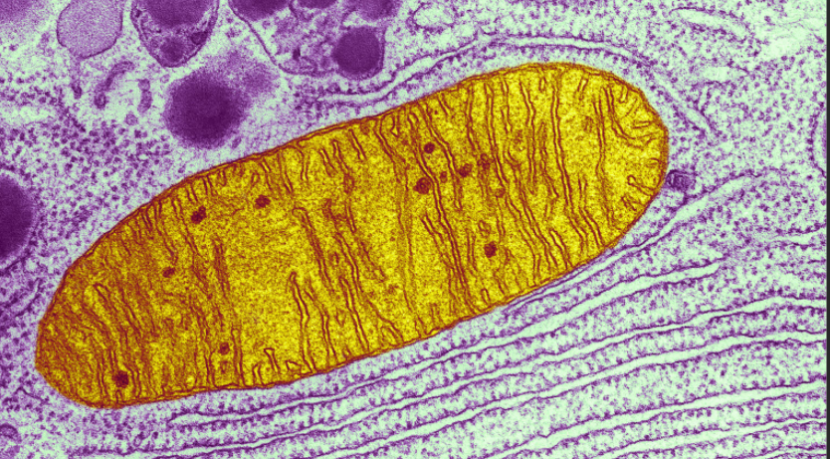 国自然中标热点分析：线粒体掀起新热潮！中标率持续飙升！